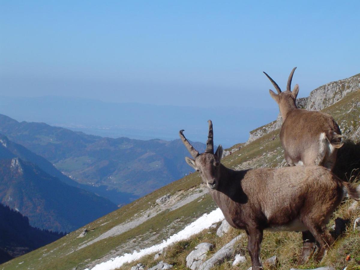 Terra-Beka Lodge Abondance Zewnętrze zdjęcie